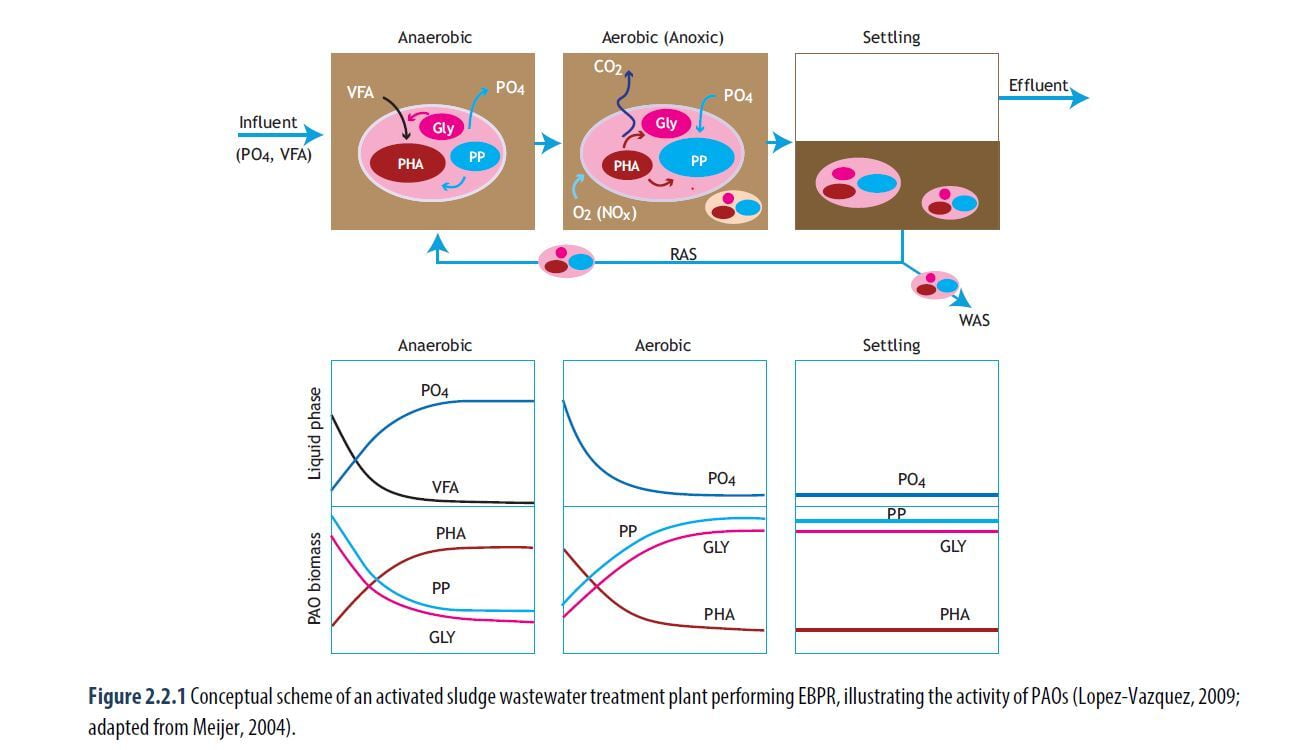 On Enhanced biological phosphorus removal